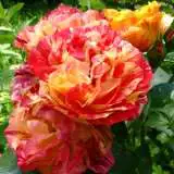 Oranges Lemons 2017 Rosfoal - Garden Express Australia