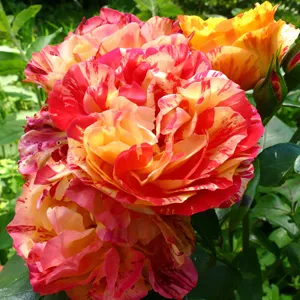 Rose Oranges And Lemons (pbr)