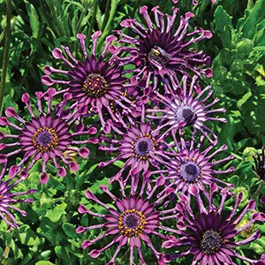 Osteospermum Spider Pink Osteospermum Spider Pink
