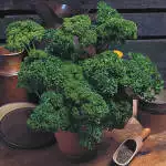 Herb Garden Gifts Parsley Moss Curled 01 - Garden Express Australia
