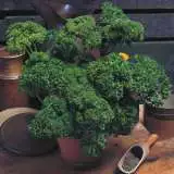 Parsley Moss Curled 01 - Garden Express Australia