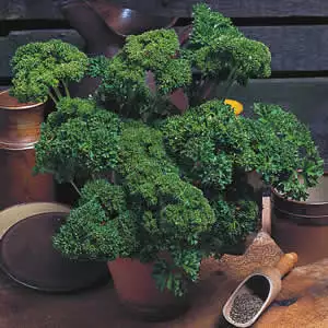 Seed – Parsley Moss Curled