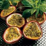 Passionfruit Nellie Kelly