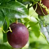 Passionfruit Vine 2014 - Garden Express Australia