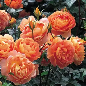 English Shrub Rose Pat Austin (pbr) English Shrub Rose Pat Austin (pbr)
