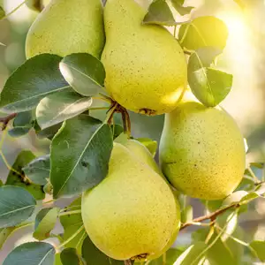 Dwarf Pear William Bon Chretian