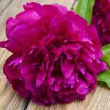 Peony Rose Felix Crousse16 - Garden Express Australia