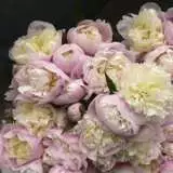 Peony Lady Alexander Duff 13 - Garden Express Australia