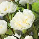 Peony Rose Ladybird 14 - Garden Express Australia