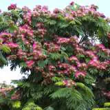 Persian Silk Tree 15 St 185405333 - Garden Express Australia