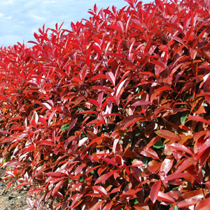 Photinia Red Robin  Hedge - Garden Express Australia
