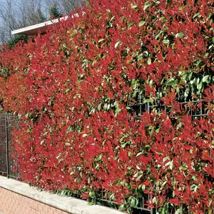 Photinia Growing Guide Photinia Rubens 16 - Garden Express Australia