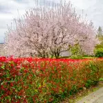 Fast-growing Plants For Screening Photinia Robusta Hedge St 141 - Garden Express Australia