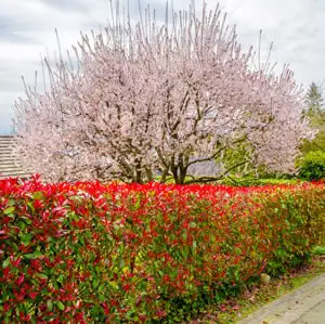 Photinia Growing Guide Photinia Robusta Hedge St 141 - Garden Express Australia