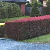 Photinia Robusta Photinia Robusta