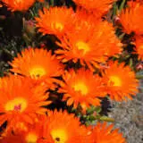 Pig Face Orange P75pfaora - Garden Express Australia