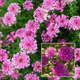 Pimelea Magenta Mist Lpopimmmi - Garden Express Australia