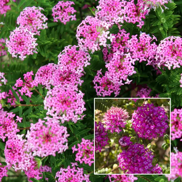 Pimelea Magenta Mist