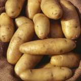 Potato Kipfer 09 - Garden Express Australia