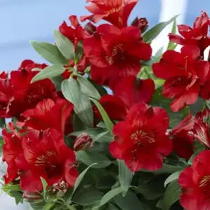Alstroemeria Growing Guide Princess Lily Kate 14 - Garden Express Australia