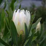 Pro Donna Protea 16 - Garden Express Australia