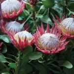 Protea Growing Guide Protea Little Prince Pplprolpr - Garden Express Australia