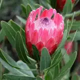 Protea Special Pink Ice Protea Special Pink Ice