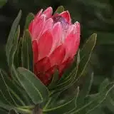Protea Special Pink Ice Protea Special Pink Ice
