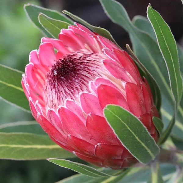 Protea Special Pink Ice