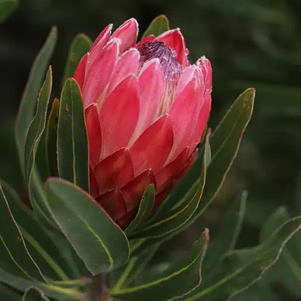 Protea Special Pink Ice