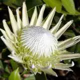 Protea Arctic Ice 15 - Garden Express Australia