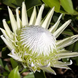 Aloe Sparkler Tm Aloe Sparkler Tm