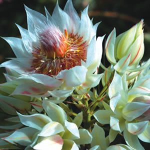 Protea Blushing Bride 2012 - Garden Express Australia