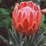Protea Venus 15 - Garden Express Australia
