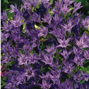 Queen /king Fabiola Growing Guide Queen Fabiola 15 Fm - Garden Express Australia