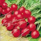 Radish Scarlet Globe - Garden Express Australia