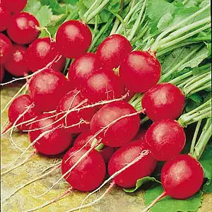 Seed – Radish Scarlet Globe