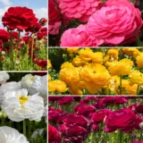 Ranunculi Coll Pkrancol 2026 - Garden Express Australia