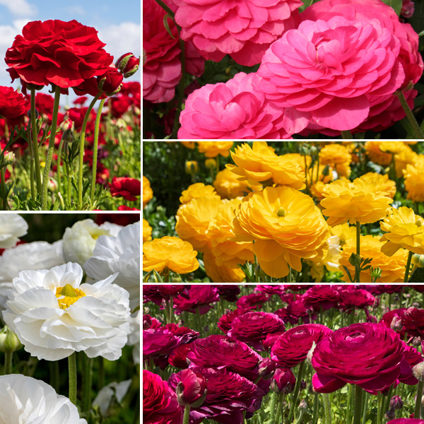 Ranunculi Collection