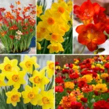 Roaring Red Gold Collection Colrgocol 2026 - Garden Express Australia