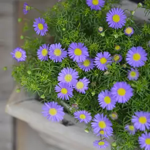 The Best Hanging Plants To Liven Up Your Garden & Home Rock Daisy 14 - Garden Express Australia