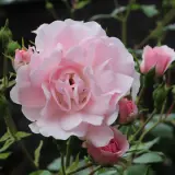 Rose Bonica Rosfbon - Garden Express Australia