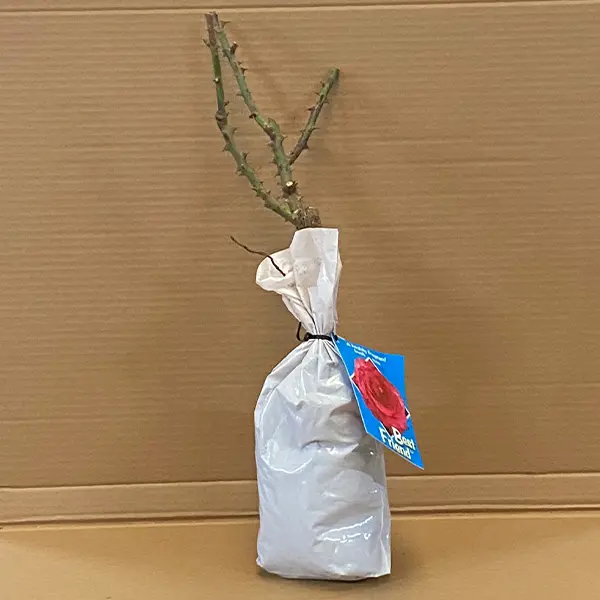 Rose Best Friend (pbr)