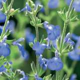 Salvia African Sky14 - Garden Express Australia