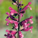 Salvia Mulberry Jam 16 - Garden Express Australia