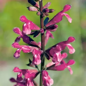 Salvia Mulberry Jam Salvia Mulberry Jam
