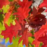 Scarlet Oak 15 St 247546534 - Garden Express Australia