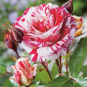 What Is A Floribunda Rose? Scentimental 2014 - Garden Express Australia