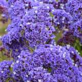 Sea Lavender 16 - Garden Express Australia
