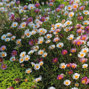 Seaside Daisy Garden Express, Flowering Ground Cover Plants Full Sun Australia